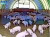 Ангар-свинарник