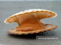 МОРЕПРОДУКТЫ ОТ ПРОИЗВОДИТЕЛЯ