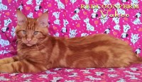 котенок мейн кун красный солид - Яков