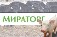 Первый животноводческий комплекс агрохолдинга «Мираторг» официально открыт в Калужской области